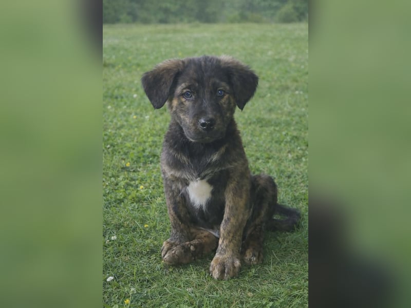 DENIS ❤ EILIG! sucht Zuhause oder Pflegestelle