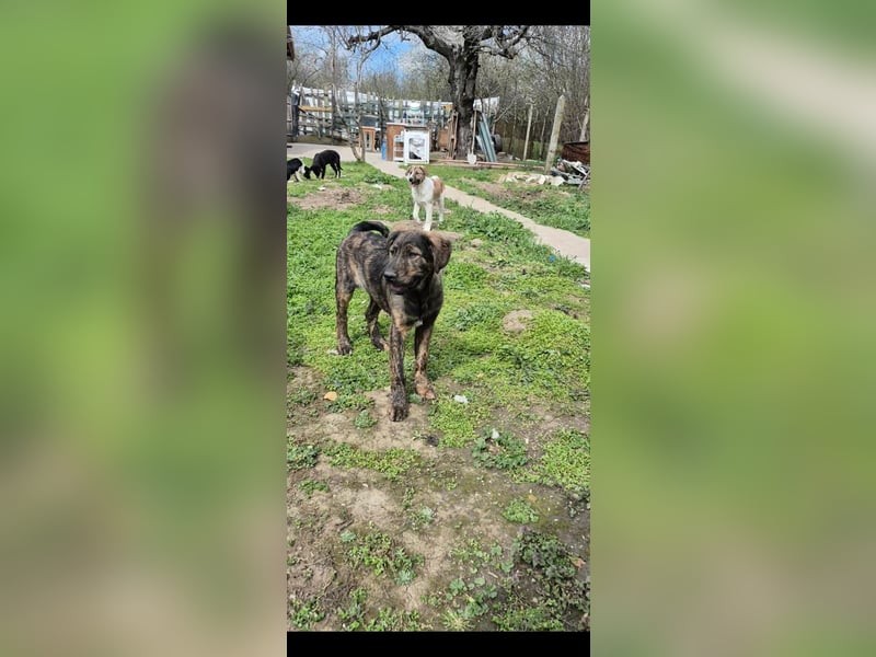 DENIS ❤ EILIG! sucht Zuhause oder Pflegestelle