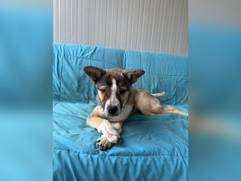 MISHA ❤ EILIG! sucht Zuhause oder Pflegestelle