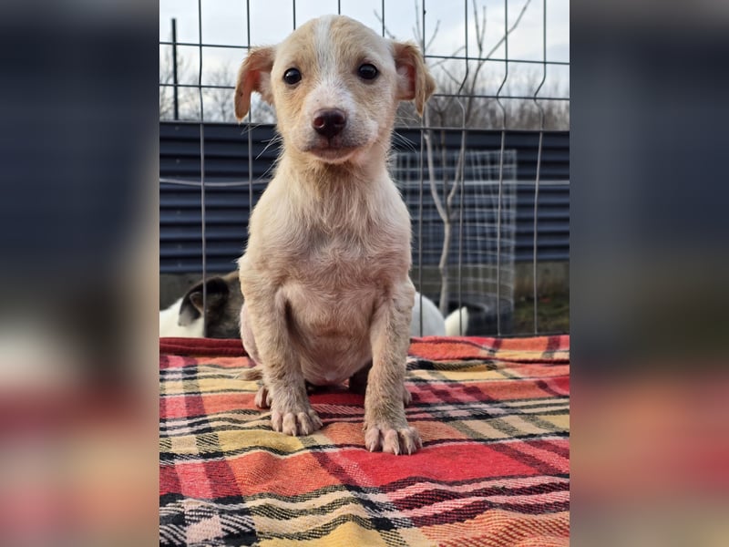 Dattel – wartet darauf entdeckt zu werden!