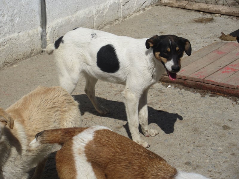 KARI ❤ EILIG! sucht Zuhause oder Pflegestelle