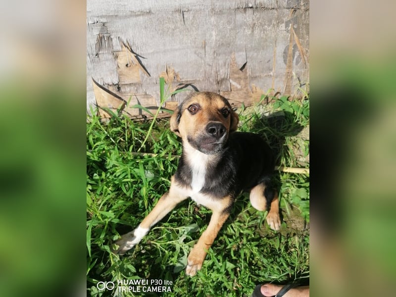 NAYLA ❤ EILIG! sucht Zuhause oder Pflegestelle