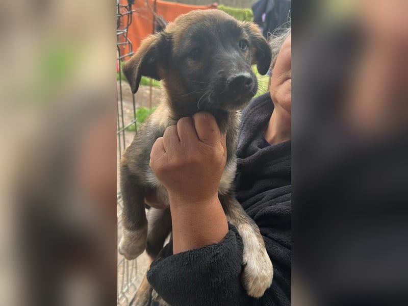 Alleen, kleine Schönheit sucht liebevolles Zuhause