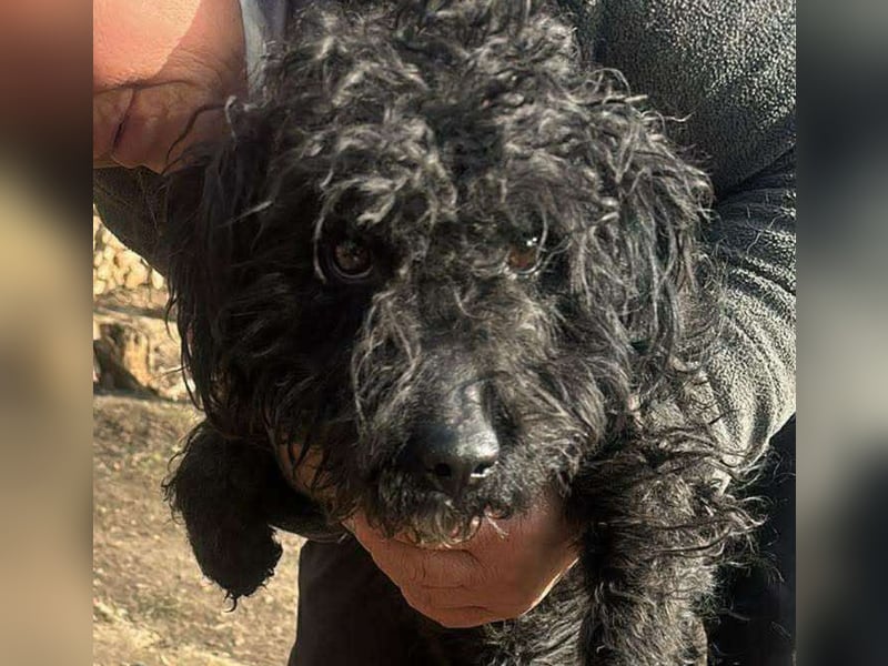 Milla, schwarzer Wuschel sucht Körbchen