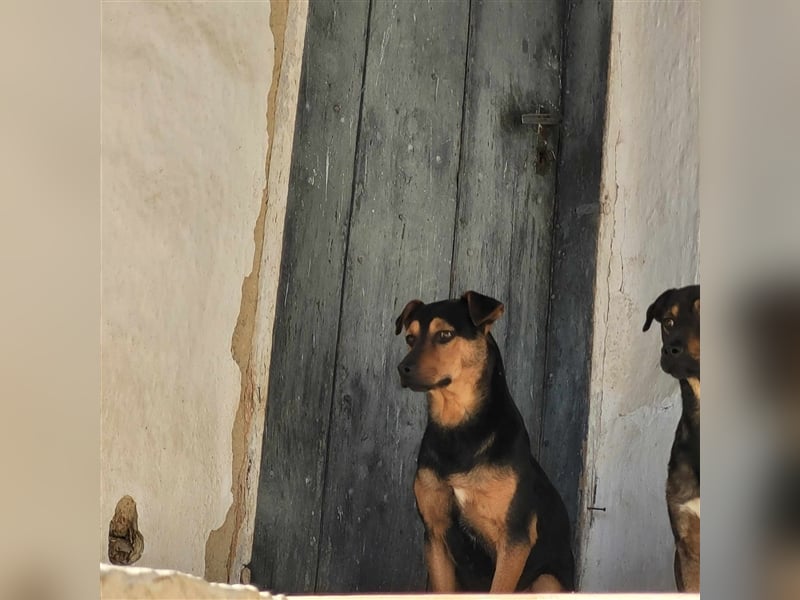 TRINO ❤ EILIG! sucht Zuhause oder Pflegestelle