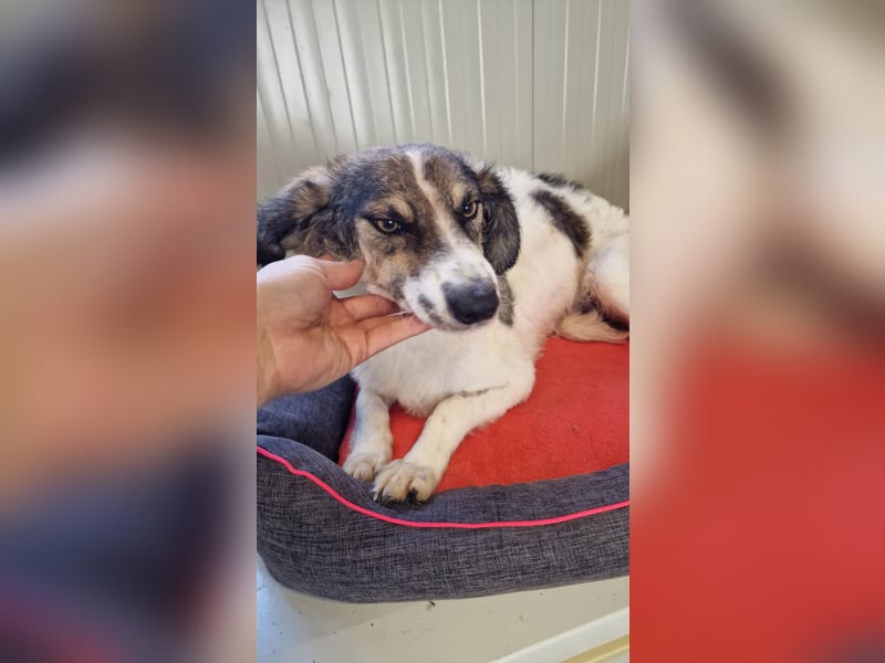 GERRY ❤ SEHR EILIG! sucht Zuhause oder Pflegestelle