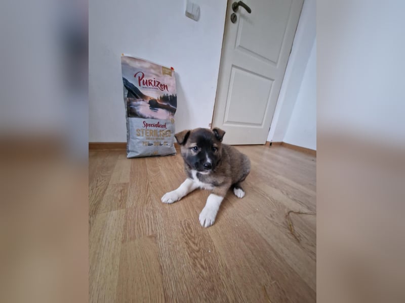 Timi, kleiner Hundemann sucht seine Menschen