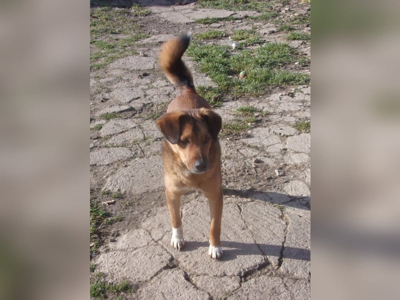 CARLOS ❤️ sucht Zuhause oder Pflegestelle