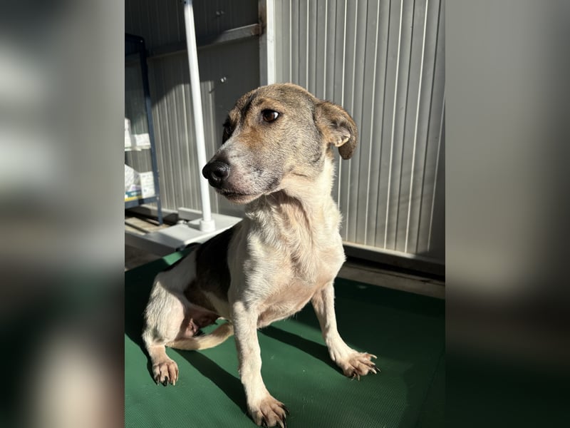 RAVENA ❤ wartet in 52441 Linnich-Gereonsweiler auf Dich