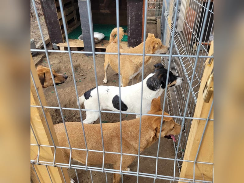 KARI ❤ EILIG! sucht Zuhause oder Pflegestelle