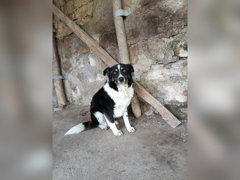 ASTRA❤ EILIG! sucht Zuhause oder Pflegestelle
