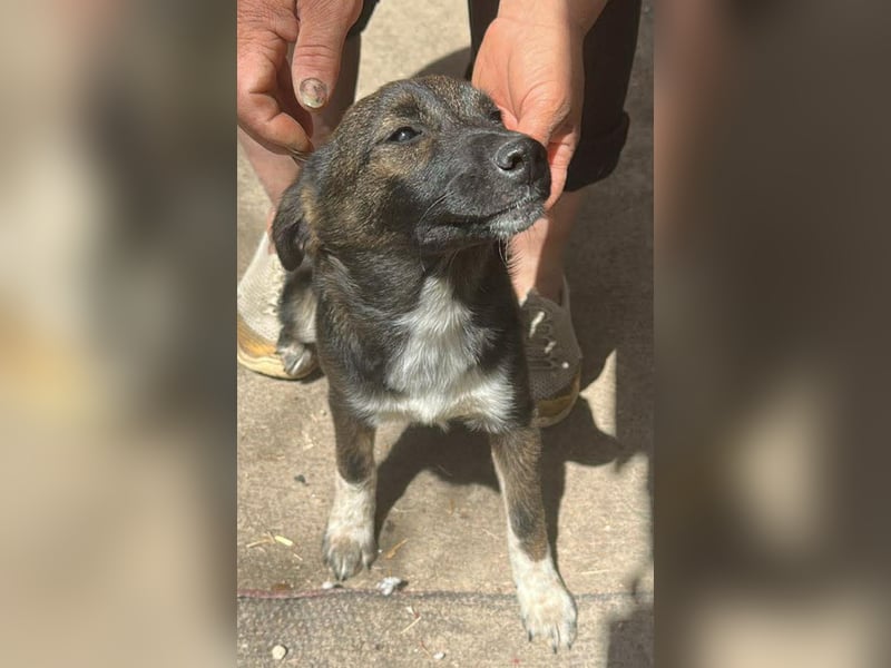 Alleen, kleine Schönheit sucht liebevolles Zuhause