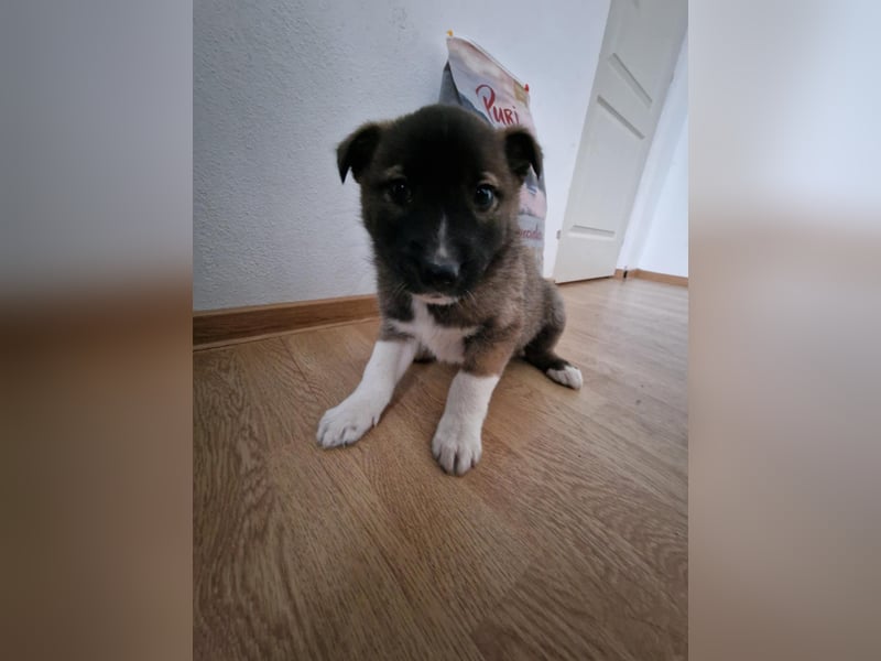 Timi, kleiner Hundemann sucht seine Menschen