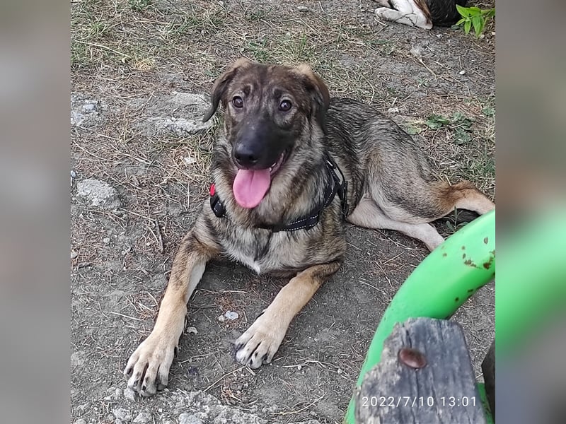 ISKRA ❤ EILIG sucht Zuhause oder Pflegestelle