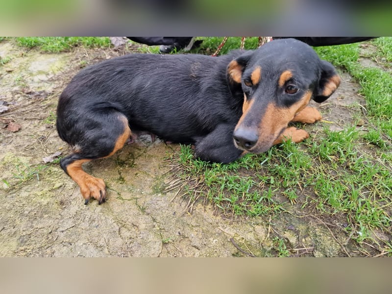 LOVY ❤️ Sehr EILIG! sucht Zuhause oder Pflegestelle