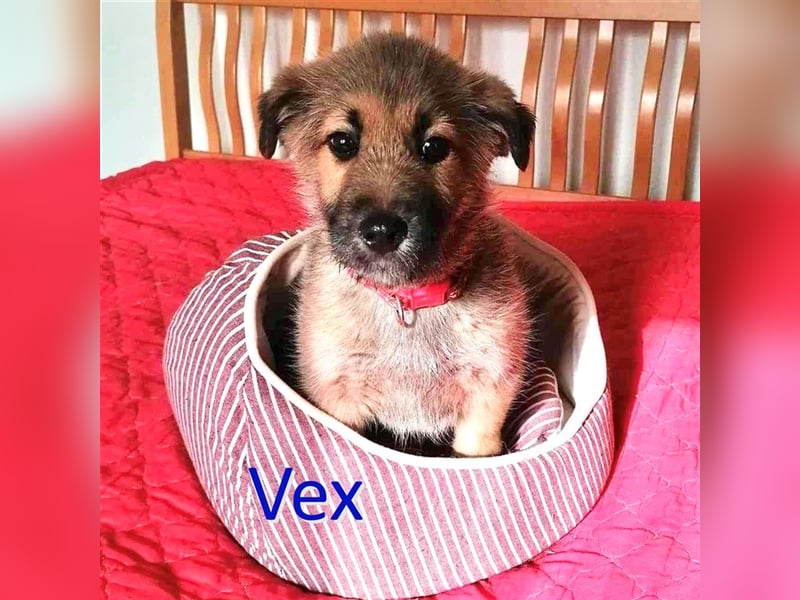 VEX ❤ sucht Zuhause oder Pflegestelle