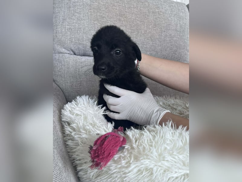 FINE ❤️ SEHR EILIG! sucht Zuhause oder Pflegestelle