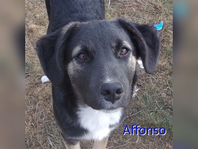 AFFONSO ❤ sucht: Zuhause oder Pflegestelle