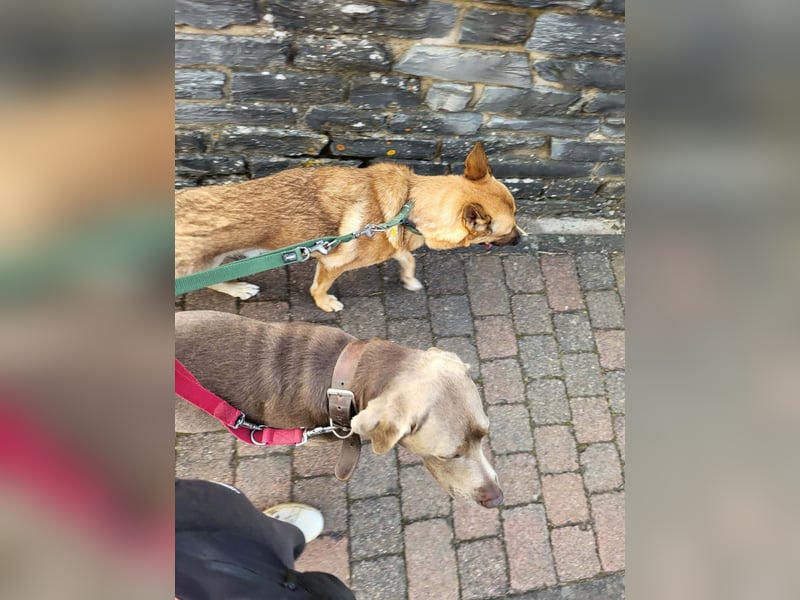 LISKO ❤️  wartet in 54316 Lampaden auf Dich!