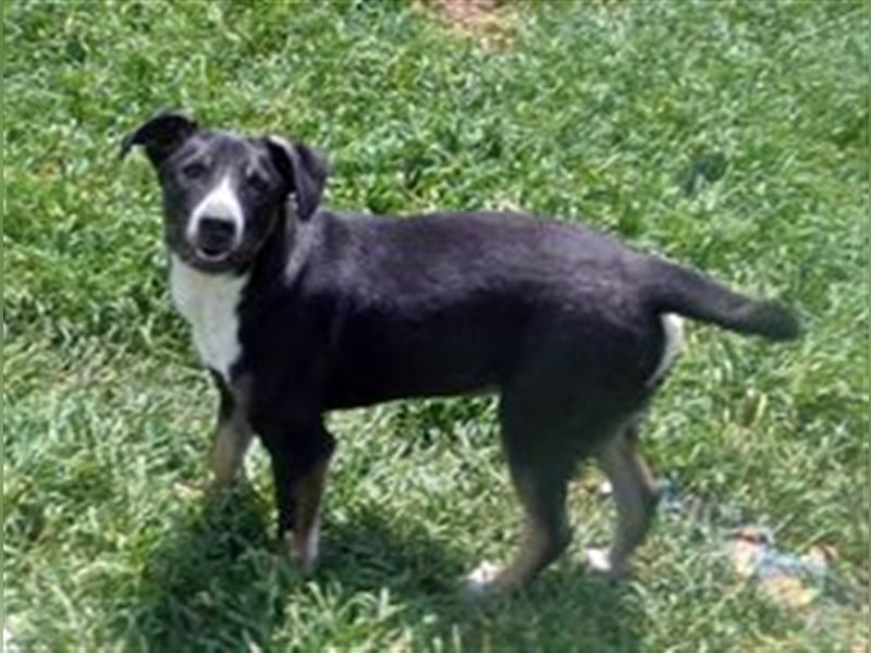 FERN ❤️ sucht Zuhause oder Pflegestelle