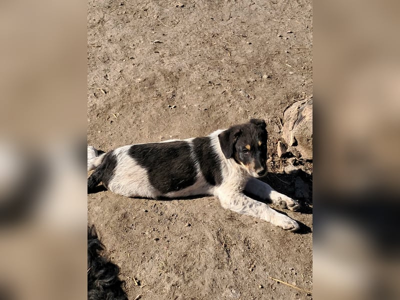 Vasko, hübscher Hundebub sucht liebevolle Menschen