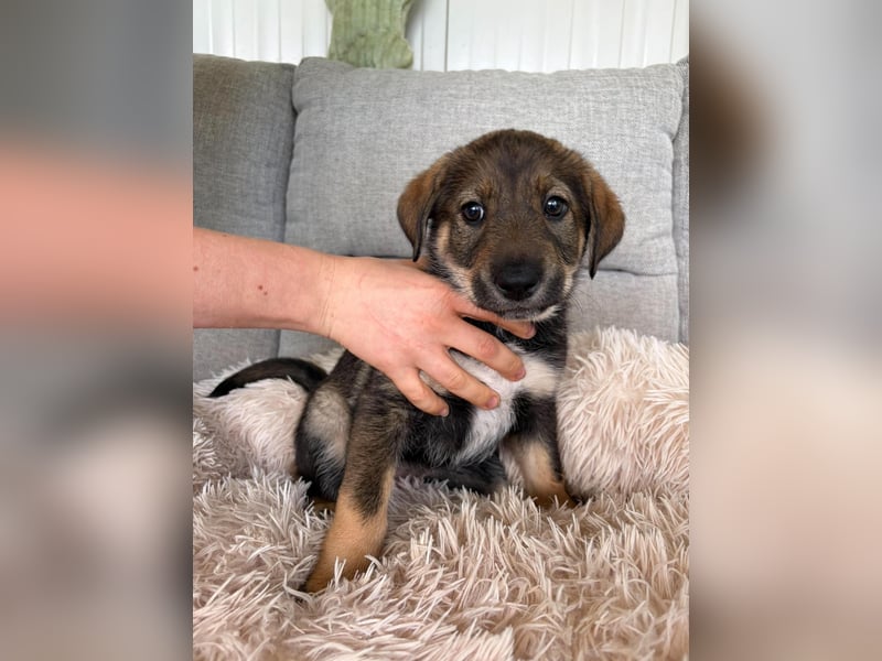 LILOU ❤️  wartet in Hamburg auf Dich