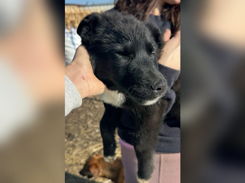 Wolle, lustiger Hundebub sucht sein Glück