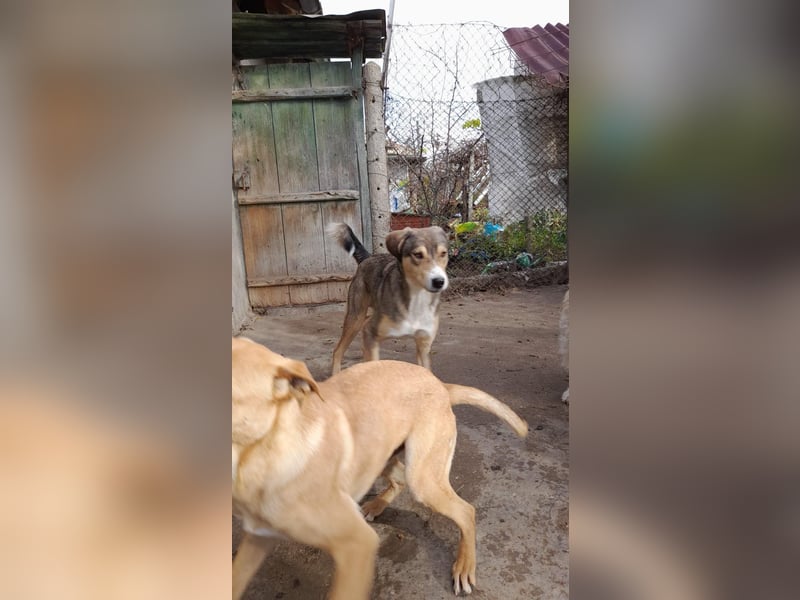 BASTIAN ❤ sucht Zuhause oder Pflegestelle