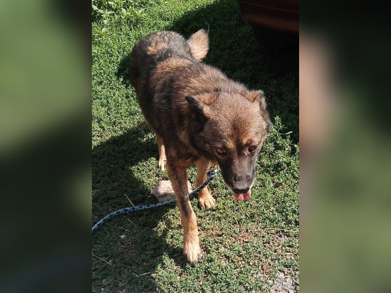 FELISHA ❤ sucht Zuhause oder Pflegestelle