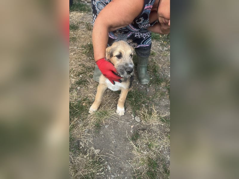Dana, kleines Hundekind sucht Anschluss