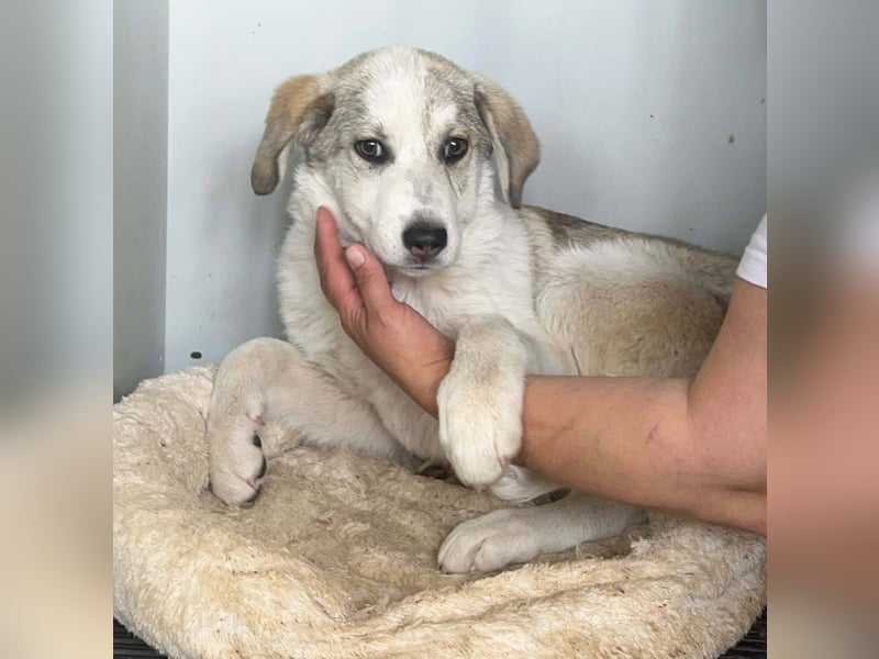 CLEO ❤  wartet in 51766 Engelskirchen auf Dich