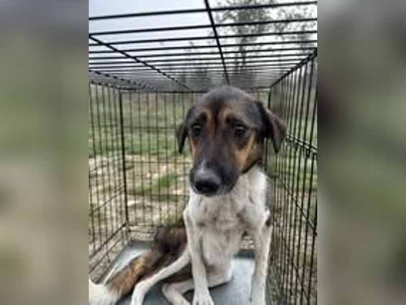 CLARISSA ❤ EILIG! sucht Zuhause oder Pflegestelle