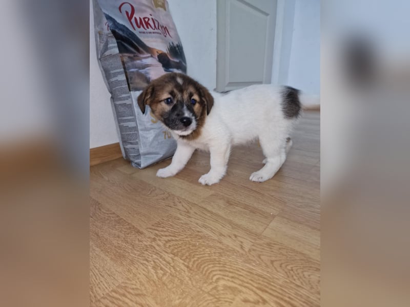 Titus sucht seine Menschen für immer