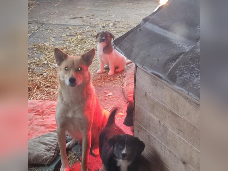 Talia, junge Hundemama sucht Körbchen zum Bleiben