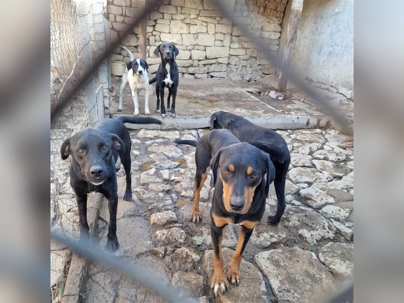 GUSTO ❤ EILIG! sucht Zuhause oder Pflegestelle