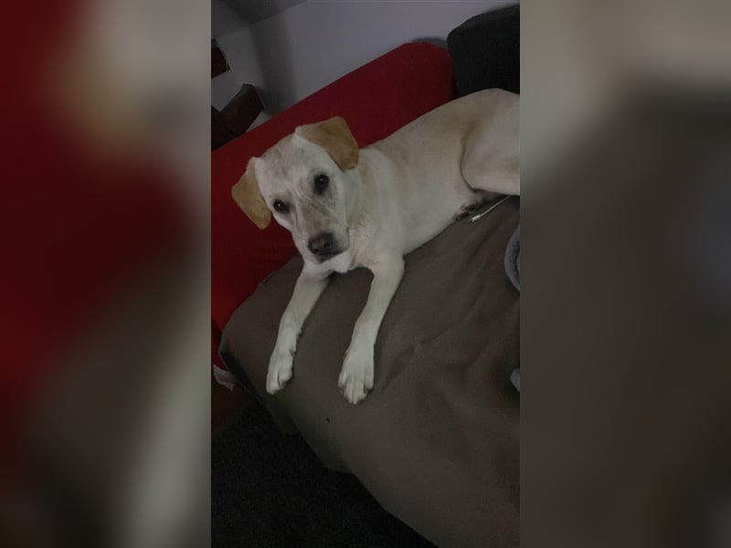 ESTO ❤  wartet in 24793 Bargstedt auf Dich