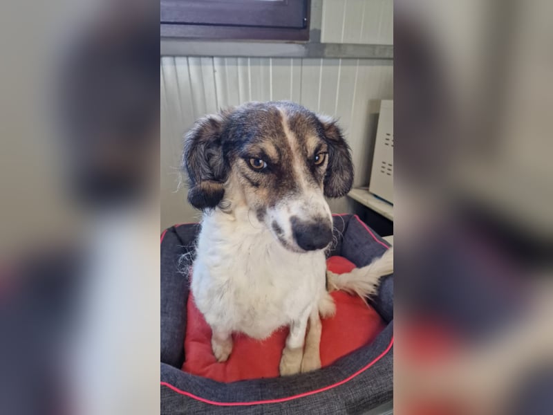 GERRY ❤ SEHR EILIG! sucht Zuhause oder Pflegestelle