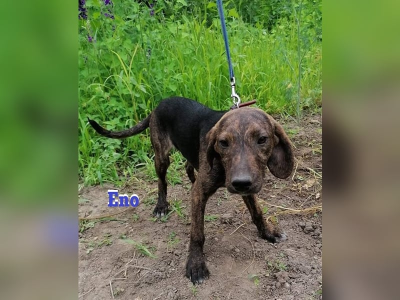 ENO ❤ EILIG! sucht Zuhause oder Pflegestelle