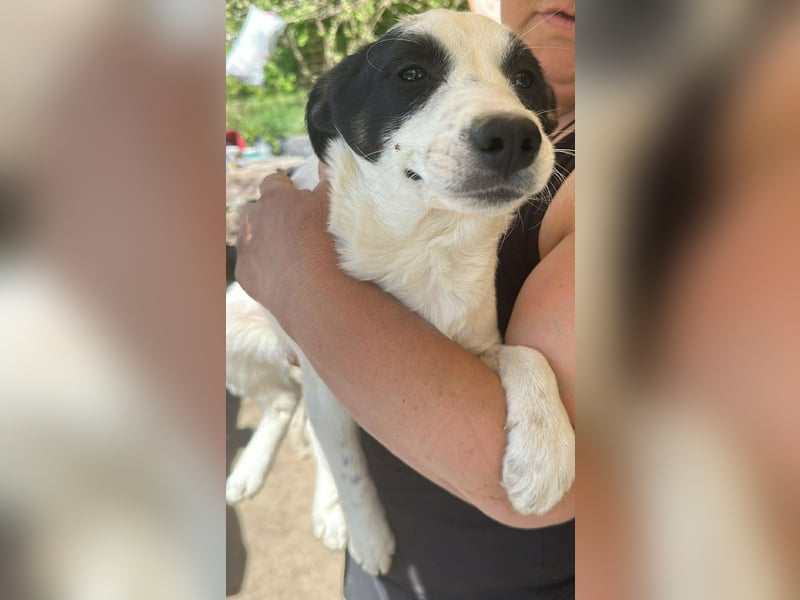 Amelia, kleines Hundefräulein sucht liebevolle Hände