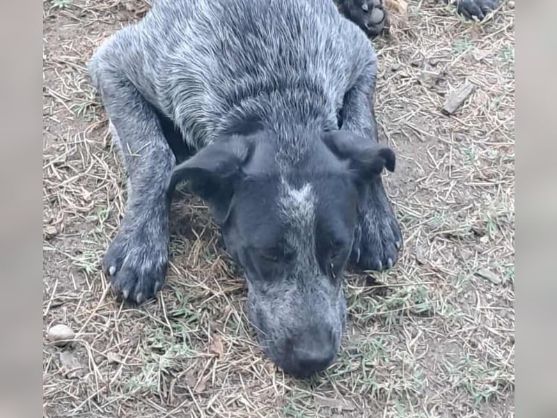 Berta, Hundemädchen sucht liebevolle Hände