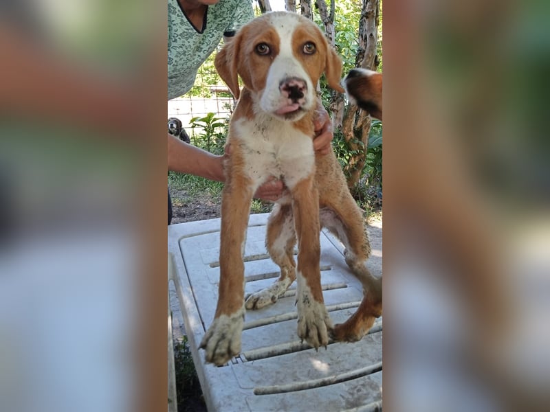 SELY ❤ sucht Zuhause oder Pflegestelle