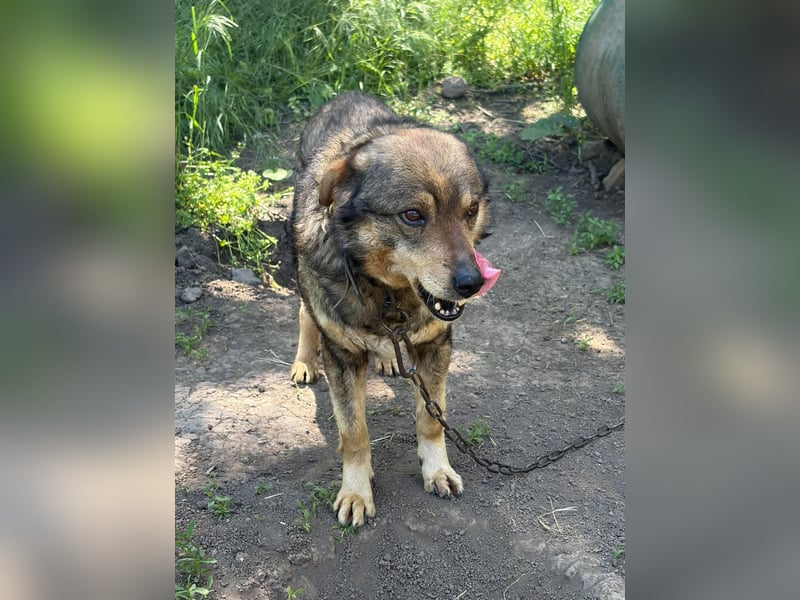 DIMITRI ❤ EILIG! sucht Zuhause oder Pflegestelle