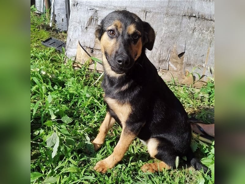 NOLA ❤ sucht Zuhause oder Pflegestelle