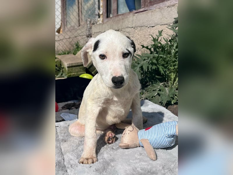 NEVILLE ❤ SEHR EILIG!  sucht Zuhause oder Pflegestelle