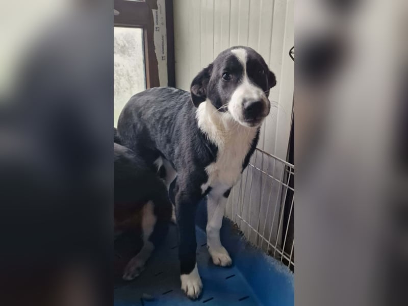 ELIO ❤️ Sehr EILIG! sucht Zuhause oder Pflegestelle