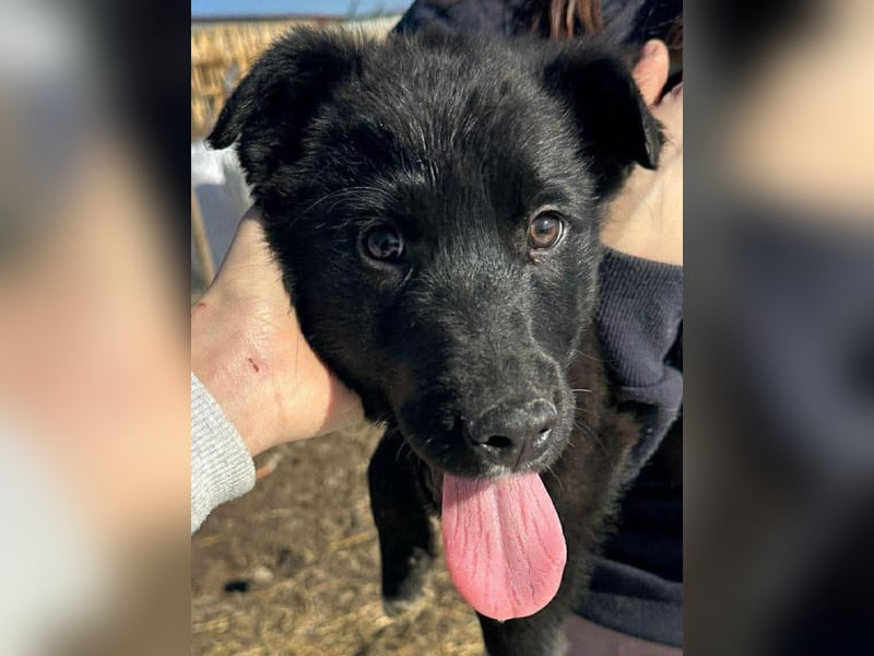 Wolle, lustiger Hundebub sucht sein Glück