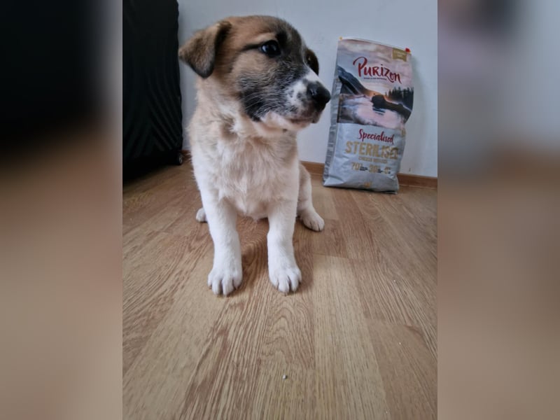 Tyler, kleiner Hundemann auf der Suche nach dem Glück