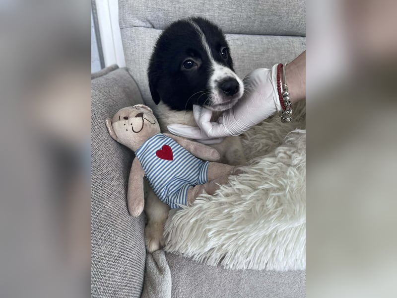 FRITZI ❤️ SEHR EILIG!  sucht Zuhause oder Pflegestelle