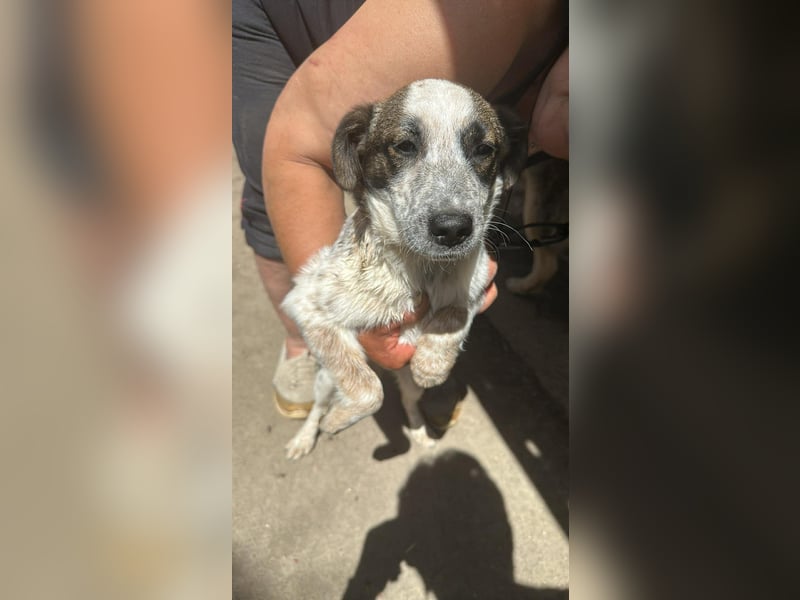 Ani, kleines Hundemädchen sucht ihre Menschen