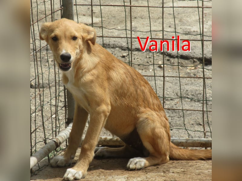 VANILA ❤ sucht Zuhause oder Pflegestelle